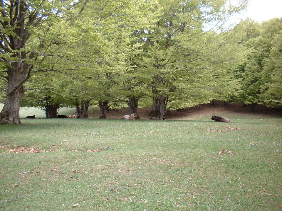 ancora foto dai simbruini